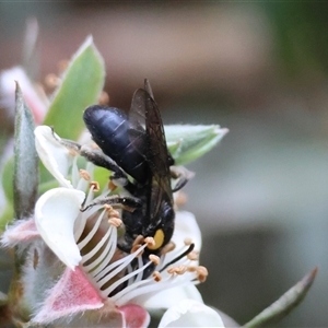 Leioproctus (Leioproctus) irroratus at Mongarlowe, NSW - suppressed