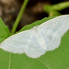 Poecilasthena thalassias (Sea-blue Delicate) at Mongarlowe, NSW - 16 Nov 2024 by LisaH