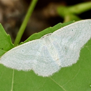 Poecilasthena thalassias at Mongarlowe, NSW - 16 Nov 2024