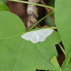 Poecilasthena thalassias at Mongarlowe, NSW - 16 Nov 2024