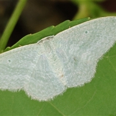 Poecilasthena thalassias at Mongarlowe, NSW - 16 Nov 2024