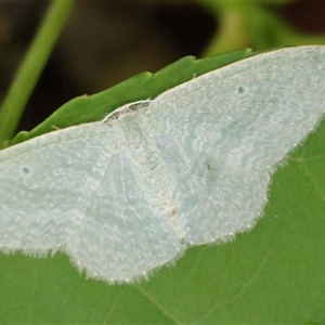 Poecilasthena thalassias at Mongarlowe, NSW - 16 Nov 2024