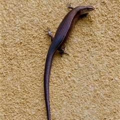 Lampropholis delicata (Delicate Skink) at Mongarlowe, NSW - 16 Nov 2024 by LisaH