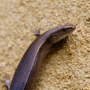 Lampropholis delicata at Mongarlowe, NSW - 16 Nov 2024