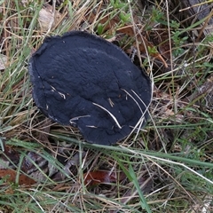 Unidentified Cap on a stem; pores below cap [boletes & stemmed polypores] at Borough, NSW - 14 Nov 2024 by Paul4K