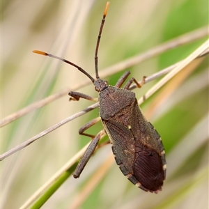 Gelonus tasmanicus at Mongarlowe, NSW - suppressed