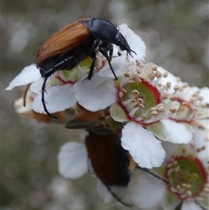 Phyllotocus rufipennis at Borough, NSW - suppressed