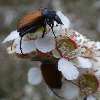 Phyllotocus rufipennis (Nectar scarab) at Borough, NSW - 14 Nov 2024 by Paul4K