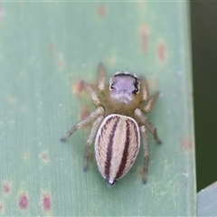 Maratus scutulatus (A jumping spider) at Mongarlowe, NSW - 16 Nov 2024 by LisaH