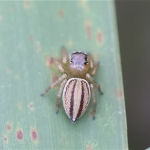 Maratus scutulatus at Mongarlowe, NSW - 16 Nov 2024