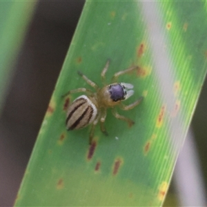 Maratus scutulatus at Mongarlowe, NSW - 16 Nov 2024