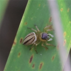 Maratus scutulatus at Mongarlowe, NSW - 16 Nov 2024