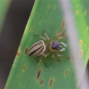 Maratus scutulatus at Mongarlowe, NSW - 16 Nov 2024