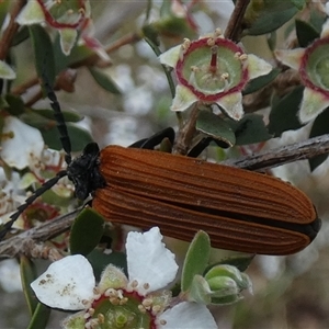 Porrostoma rhipidium at Borough, NSW - 15 Nov 2024