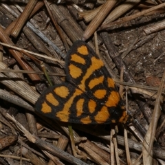 Asura lydia (Lydia Lichen Moth) at Freshwater Creek, VIC - 16 Nov 2024 by WendyEM