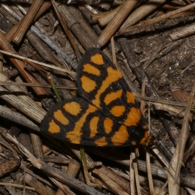 Asura lydia (Lydia Lichen Moth) at Freshwater Creek, VIC - 16 Nov 2024 by WendyEM