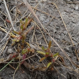 Myriophyllum glomeratum at suppressed - 15 Nov 2024