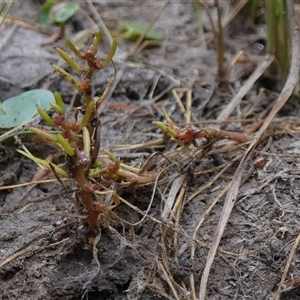 Myriophyllum glomeratum at suppressed - 15 Nov 2024