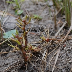 Myriophyllum glomeratum at suppressed - 15 Nov 2024