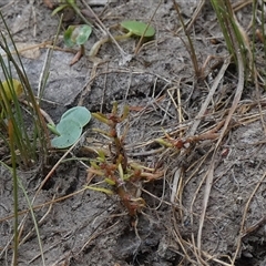 Myriophyllum glomeratum at suppressed - 15 Nov 2024