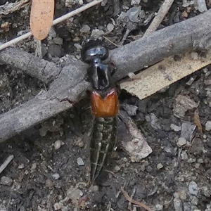 Staphylinidae (family) at Borough, NSW - suppressed