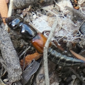 Staphylinidae (family) at Borough, NSW - suppressed