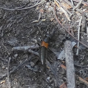 Staphylinidae (family) at Borough, NSW - suppressed