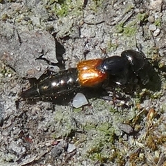 Staphylinidae (family) at Borough, NSW - suppressed