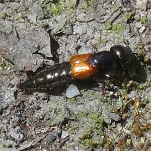 Staphylinidae (family) at Borough, NSW - suppressed