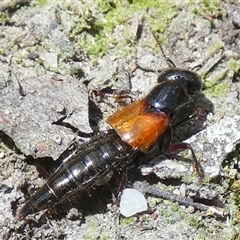 Staphylinidae (family) at Borough, NSW - suppressed