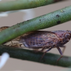 Cicadellidae (family) (Unidentified leafhopper) at Mongarlowe, NSW - 16 Nov 2024 by LisaH