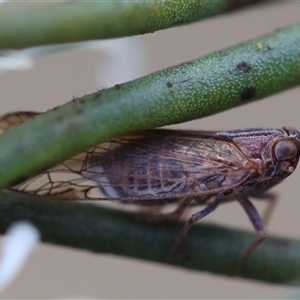 Cicadellidae (family) at Mongarlowe, NSW - suppressed