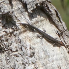 Lampropholis guichenoti (Common Garden Skink) at Borough, NSW - 15 Nov 2024 by Paul4K