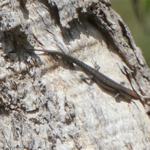 Lampropholis guichenoti (Common Garden Skink) at Borough, NSW by Paul4K