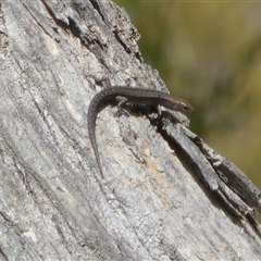 Lampropholis guichenoti at Borough, NSW - 15 Nov 2024