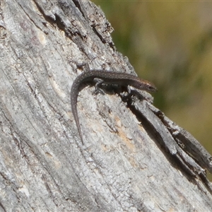 Lampropholis guichenoti at Borough, NSW - 15 Nov 2024