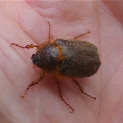 Unidentified Scarab beetle (Scarabaeidae) at Borough, NSW - 15 Nov 2024 by Paul4K