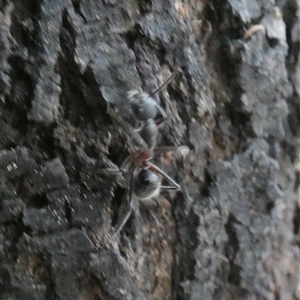 Camponotus intrepidus at Borough, NSW - 16 Nov 2024