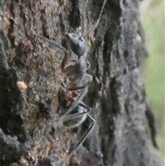 Camponotus intrepidus at Borough, NSW - 16 Nov 2024