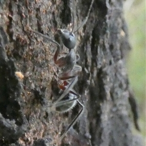 Camponotus intrepidus at Borough, NSW - 16 Nov 2024