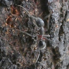 Camponotus intrepidus at Borough, NSW - 16 Nov 2024