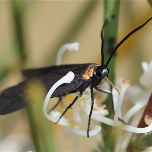 Pollanisus subdolosa or other at Mongarlowe, NSW - 16 Nov 2024