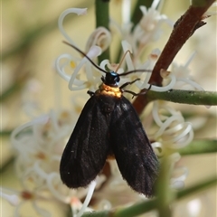 Pollanisus subdolosa or other at Mongarlowe, NSW - 16 Nov 2024