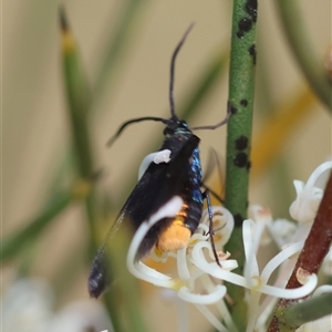 Pollanisus subdolosa or other at Mongarlowe, NSW - 16 Nov 2024