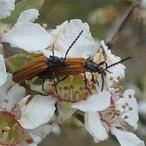 Porrostoma rhipidium at Borough, NSW - 16 Nov 2024