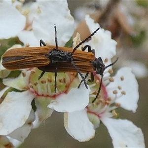 Porrostoma rhipidium at Borough, NSW - 16 Nov 2024