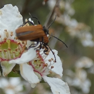 Porrostoma rhipidium at Borough, NSW - 16 Nov 2024