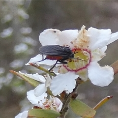 Unidentified Flower-loving fly (Apioceridae) at Borough, NSW - 15 Nov 2024 by Paul4K