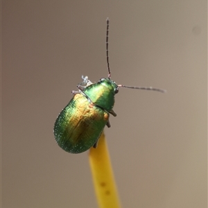 Edusella sp. (genus) at Mongarlowe, NSW - 16 Nov 2024