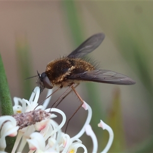 Staurostichus sp. (genus) at Mongarlowe, NSW - suppressed